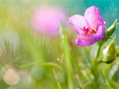 谷雨短词句(谷雨节气简短祝福语)