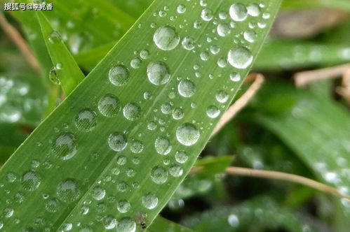 形容雨的优美句子超长100字左右(描写春雨的诗句唯美句子)