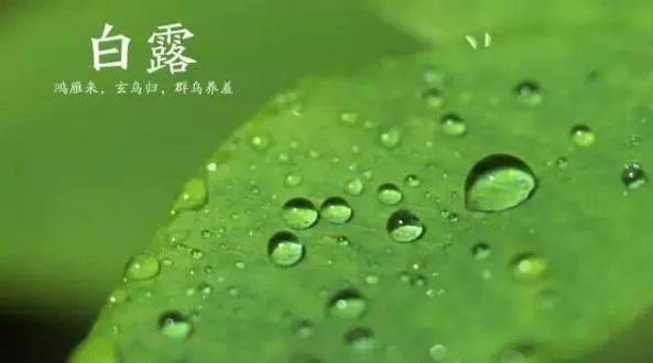 白露节气20字祝福语(宝宝白露生日祝福)