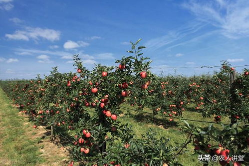 你知道苹果树花期为什么不能浇水吗 很容易发生这种事