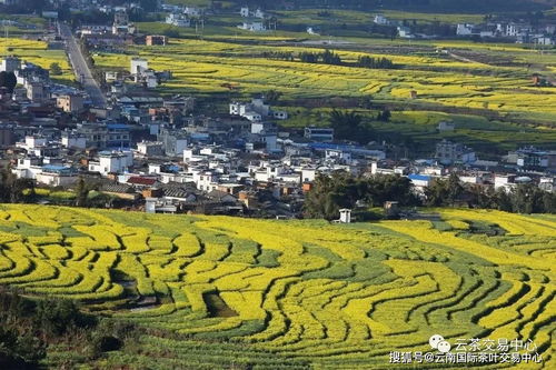 临沧市2023 十大名茶 名单出炉