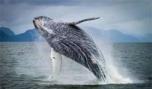 外国海洋生物学家被鲸鱼救了一命,一年后相遇,他们还认出了彼此