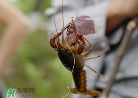 钓龙虾用腥还是香 钓龙虾用什么饵最好