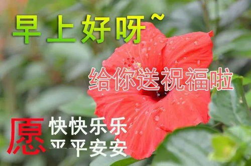 7张唯美好看漂亮的鲜花早安图片带字带祝福语 群友们早上好问候祝福语短句